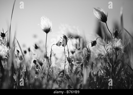 PRAIRIE RAUCHEN PRAIRIE GEUM TRIFLORUM FOTO BILD BILD STOCKFOTOGRAFIE STOCKFOTOGRAFIE STOCKFOTOS STOCKBILDER FEINE ART P Stockfoto