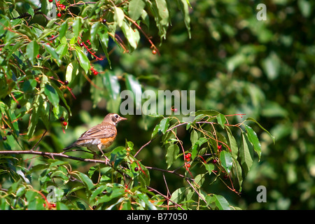 Amerikanischer Robin sitzt in einem Baum mit Beeren Stockfoto