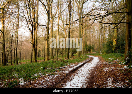 Alten Wald im Winter Boxhill Surrey UK Europe Stockfoto