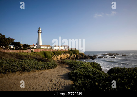 Invasiver Eis Pflanzen säumen den Weg zum Strand von Pigeon Point Lighthouse. Stockfoto