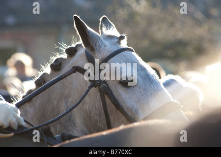 Lacock Teh Avon Vale Hunt am zweiten Weihnachtstag Stockfoto