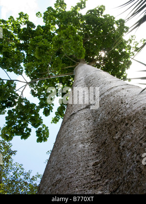 Sonnenlicht durchbrechen lässt der sehr hohen gerader Baum Stockfoto