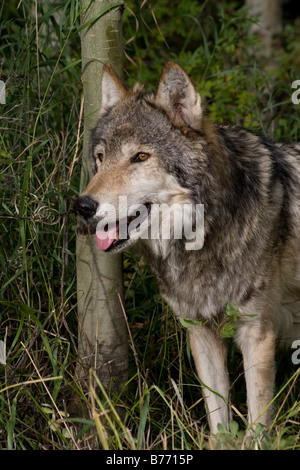 Porträt von einer amerikanischen Gray Wolf stand in den Wäldern Stockfoto