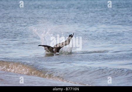 Brauner Pelikan (Pelecanus Occidentalis) ins Wasser tauchen, fangen Fische, Florida, USA Stockfoto