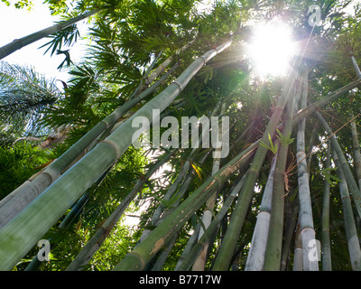 Sonnenlicht durchbrechen lässt sehr große Ernte von Bambuspflanzen Stockfoto