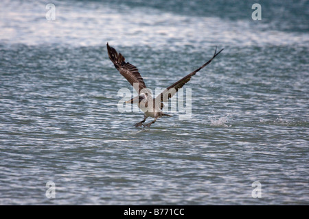 Brauner Pelikan (Pelecanus Occidentalis) kommen, um land auf Wasser, Florida, USA Stockfoto