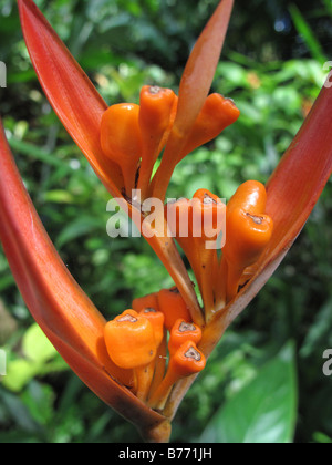 Nahaufnahme eines Werks in Diamond Botanical Gardens in Soufriere Estate, St. St. Lucia in der Karibik, West Indies Stockfoto