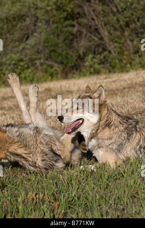Junge graue Wolf Diplays Zuneigung für den älteren Erwachsenen Wolf in der Packung Stockfoto