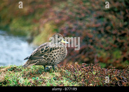 South Georgia Pintail Anas Georgica Grytviken Südgeorgien Insel Dezember Erwachsenen Anatidae Stockfoto