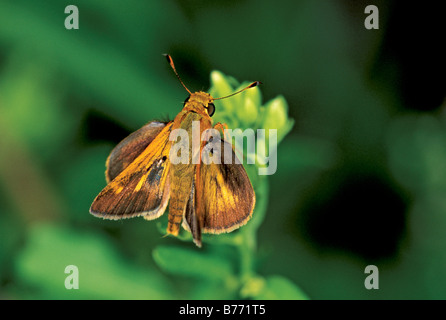 Südlichen gebrochen Dash Schmetterling Stockfoto