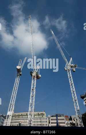 Drei weiße Kraniche vor blauem Himmel Stockfoto