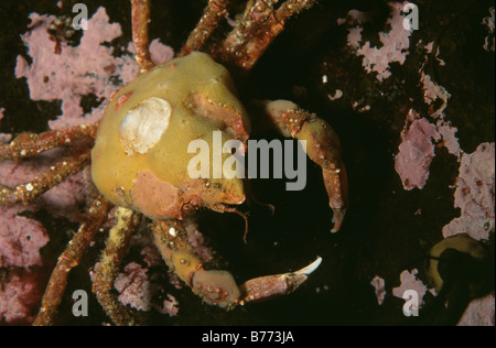Dekorateur Krabbe beklebt mit Schwamm, Skagerak, Schweden Stockfoto