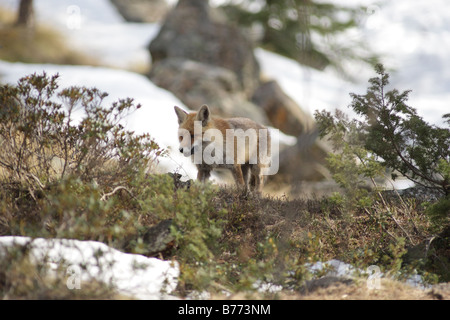 Europäischen Rotfuchs zu Fuß Stockfoto