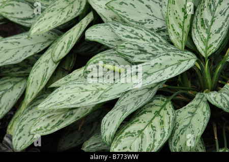 Chinesische Evergreen (aglaonema commutatum' Parrot Jungle') Stockfoto