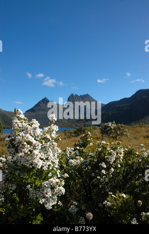 Entlang dem Wanderweg rund um den Dove Lake mit den Wiege-Bergen in den Rücken, bei Sonnenuntergang in Tasmanien. Stockfoto