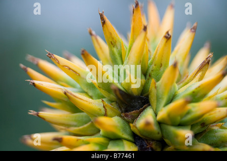 Nahaufnahme von Sukkulenten Stockfoto