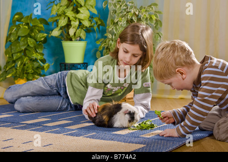 Cavia, Meerschweinchen (Cavia spec.), Geschwister mit Meerschweinchen im Wohnzimmer spielen und füttern Stockfoto