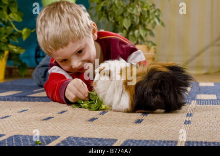 Cavia, Meerschweinchen (Cavia spec.), junge spielt mit Meerschweinchen auf dem Boden und ernährt es Stockfoto