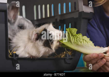 Cavia, Meerschweinchen (Cavia spec.), Mädchen lockt ihre Guinea pig von seiner "Käfig, im Hintergrund ist eine Rabit Stockfoto