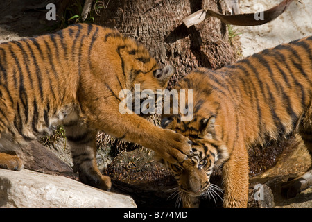 Zwei Sumatran Tiger Cubs spielen in Gefangenschaft Stockfoto