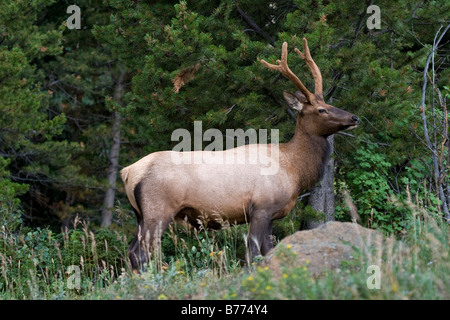 Männliche Elche verteidigt seine Herde im Rocky Mountain National Park Stockfoto