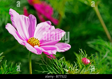 Cosmos Bipinnatus Gefühl gemischt Closeup Nahaufnahme Detail rosa Blume jährliche Blüte Blüte Stockfoto