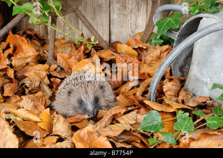 Europäische Igel Erinaceus Europaeus Nahrungssuche unter Herbst Blätter in einem rustikalen Garten Norfolk UK Oktober Stockfoto