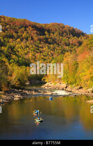 Sparren, New River Gorge National River, West Virginia, USA Stockfoto