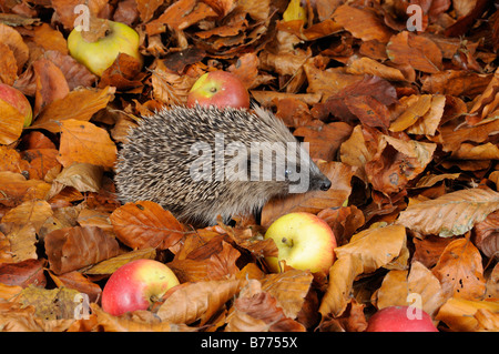 Europäische Igel Erinaceus Europaeus Nahrungssuche unter Herbstlaub und Windfall Äpfel Stockfoto