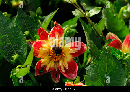 Dahlie "Collarette Dandy" Rote gelbe Blume Blüte Blüte mehrjährige Hummel bestäuben Bestäubung Nektar Stockfoto