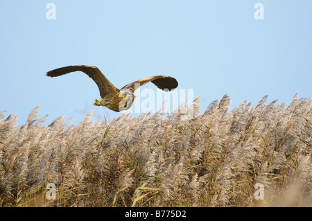 Bittern botaurus stellaris im Flug über das Küstenrohr Norfolk UK Dezember Stockfoto