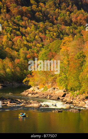 Sparren, New River Gorge National River, West Virginia, USA Stockfoto