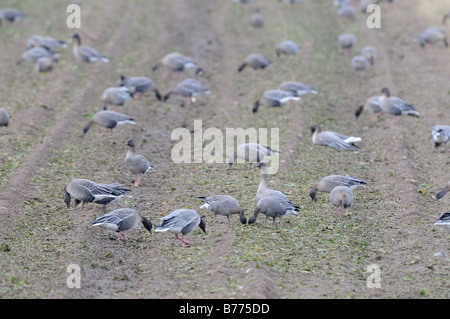 Rosa footed Gänse Anser Brachyrhynchus Fütterung auf geernteten Zuckerrüben Feld Norfolk England Dezember Stockfoto