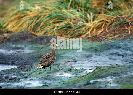 South Georgia Pintail Anas Georgica Grytviken Südgeorgien Insel Dezember Erwachsenen Anatidae Stockfoto