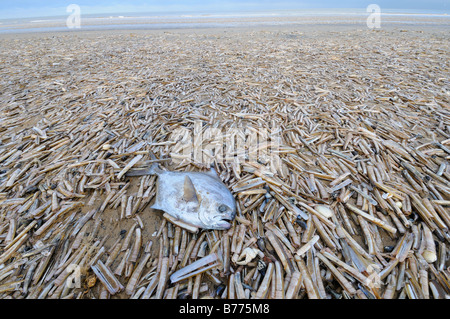 Strahlen Brassen Razorshells Pod Razorshell Ensis Siliqua angespült Strand North Norfolk UK Dezember Stockfoto