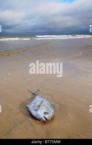 Tote Fische am Ufer Strahlen Brassen Norfolk UK Dezember Stockfoto