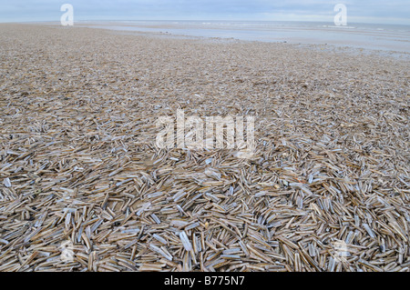 Razorshells Pod Razorshell Ensis Siliqua angespült Strand North Norfolk UK Dezember Stockfoto