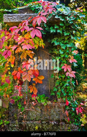 Herbstlich bunte Blätter auf dem Zentralfriedhof in Wien, Österreich, Europa Stockfoto