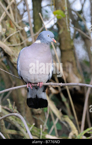 Woodpigeon Columba Palumbus einzelne Vogel thront im Baum Norfolk UK Februar Stockfoto