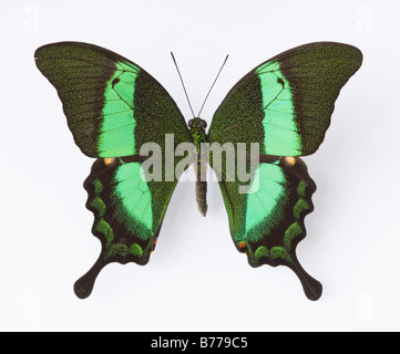 Nahaufnahme von Emerald Schwalbenschwanz Schmetterling Stockfoto