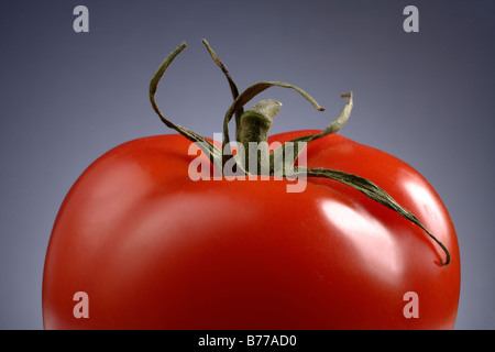Tomate Gemüse Tomatenrot bittere Gurke Lycopersicon Esculentum Solanum gesunde reich an Vitamine kalorienarme Lebensmittel detail fo Stockfoto