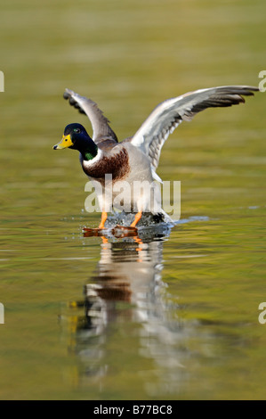 Stockente (Anas Platyrhynchos), Männlich Stockfoto