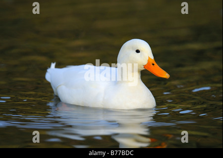 Hausente Stockfoto