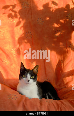 Alert schwarz-weiß Katze sitzt unter warmen tropischen farbige Baum Schatten, London, England Stockfoto