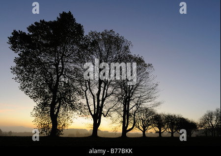 Reihe von Bäumen, Dämmerung, Schwäbische Alb, Baden-Württemberg, Deutschland, Europa Stockfoto