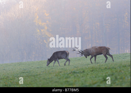 Rote Rotwild (Cervus Elaphus) Stockfoto