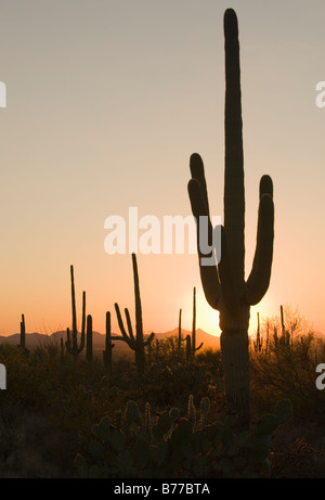 Sonne hinter Kaktus, Saguaro National Park, Arizona Stockfoto