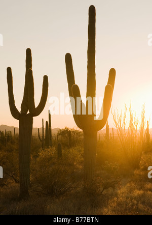 Sonne auf Kaktuspflanzen, Saguaro National Park, Arizona Stockfoto
