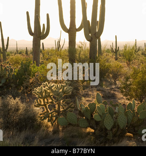 Kakteen und Wüste Pflanzen, Saguaro National Park, Arizona Stockfoto