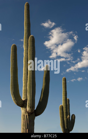 Saguaro-Kakteen gegen blauen Himmel Stockfoto